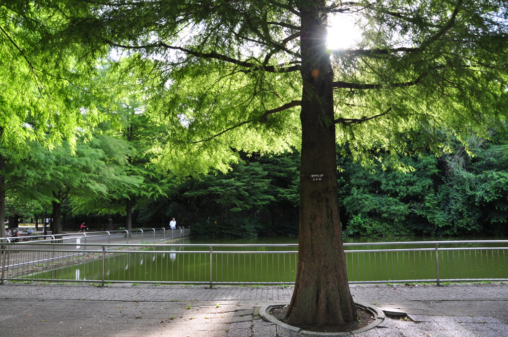 光が丘公園