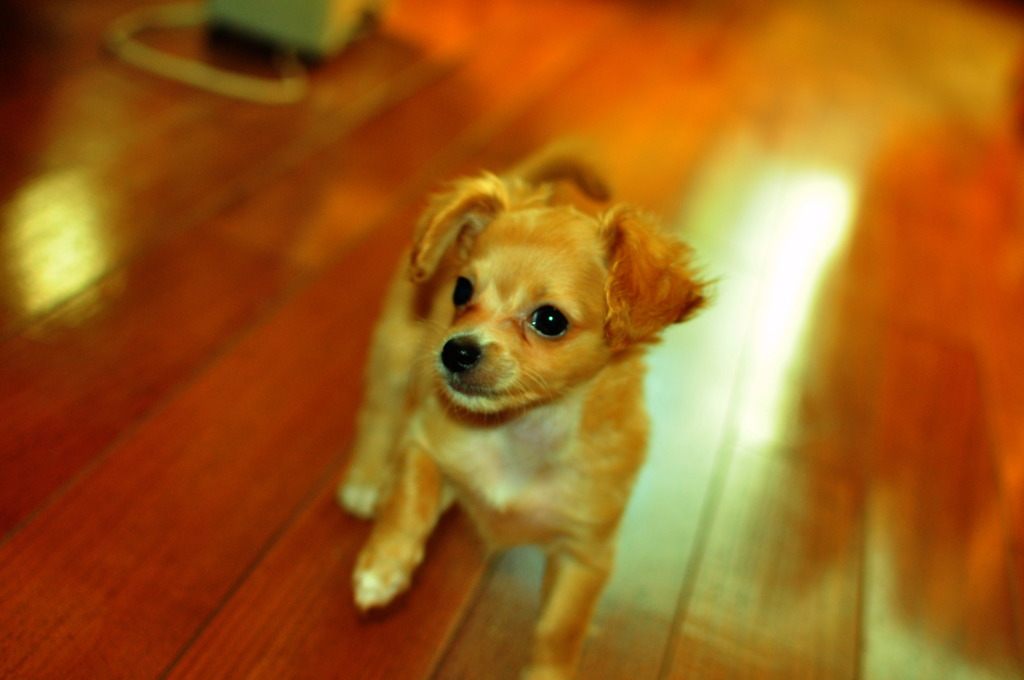 愛犬マイロ君