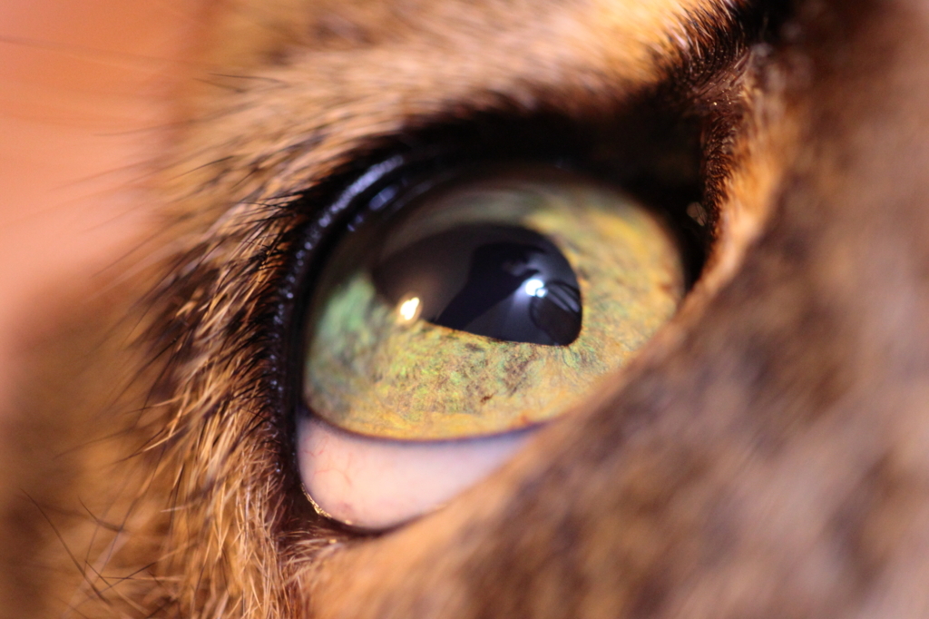 Cat`s Eye