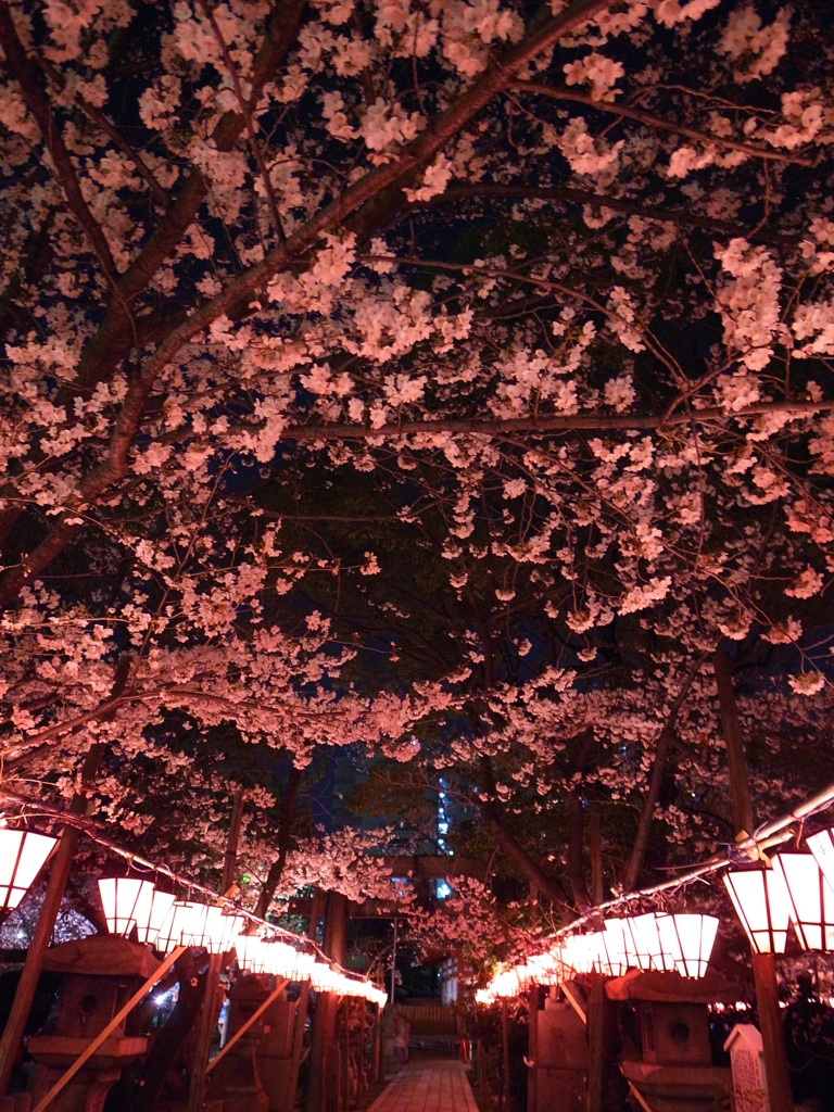 桜灯籠