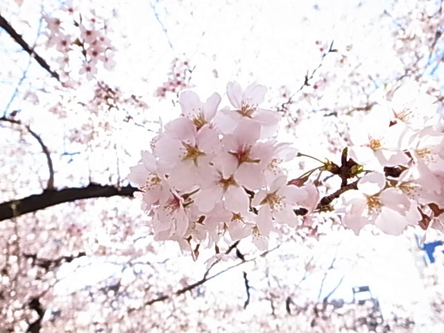 桜咲く