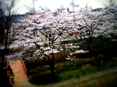 桜