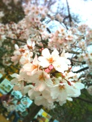 高知の標本木