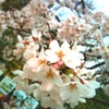 高知の標本木