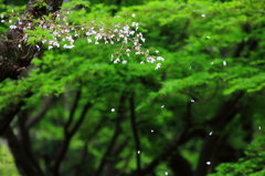 新緑の中で舞う