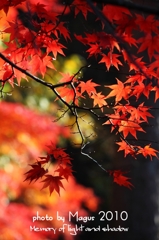 燦燦
