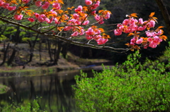 八重桜と新緑