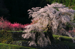 朝櫻宴