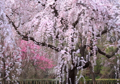 あのsakuraの下で