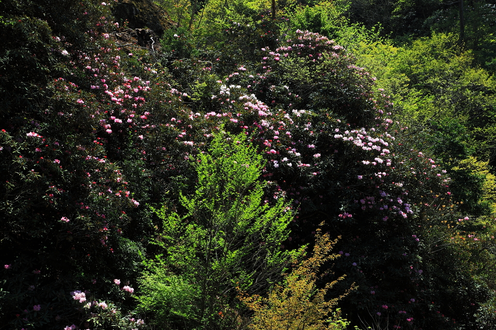 石楠花の森
