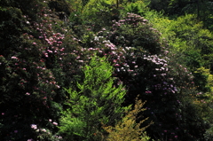 石楠花の森
