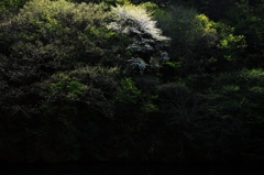 山櫻