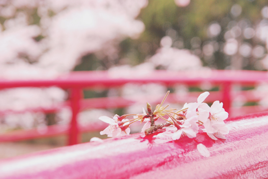 桜雨