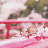 桜雨