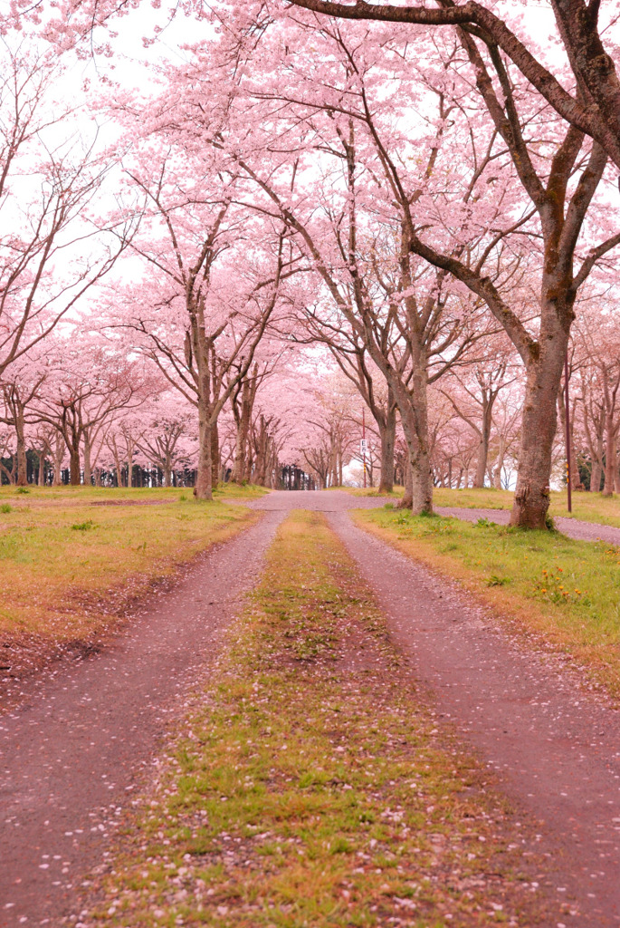 桜散る道