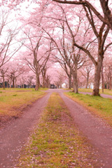 桜散る道