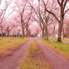 桜散る道