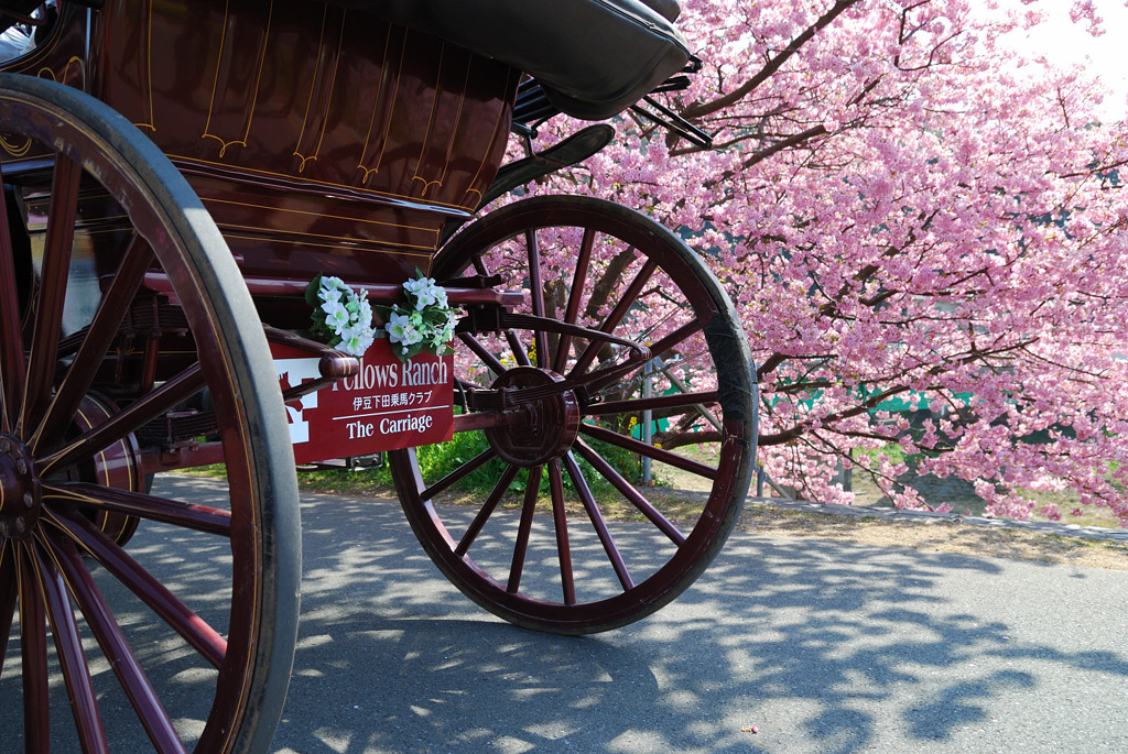 車輪桜