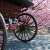 車輪桜