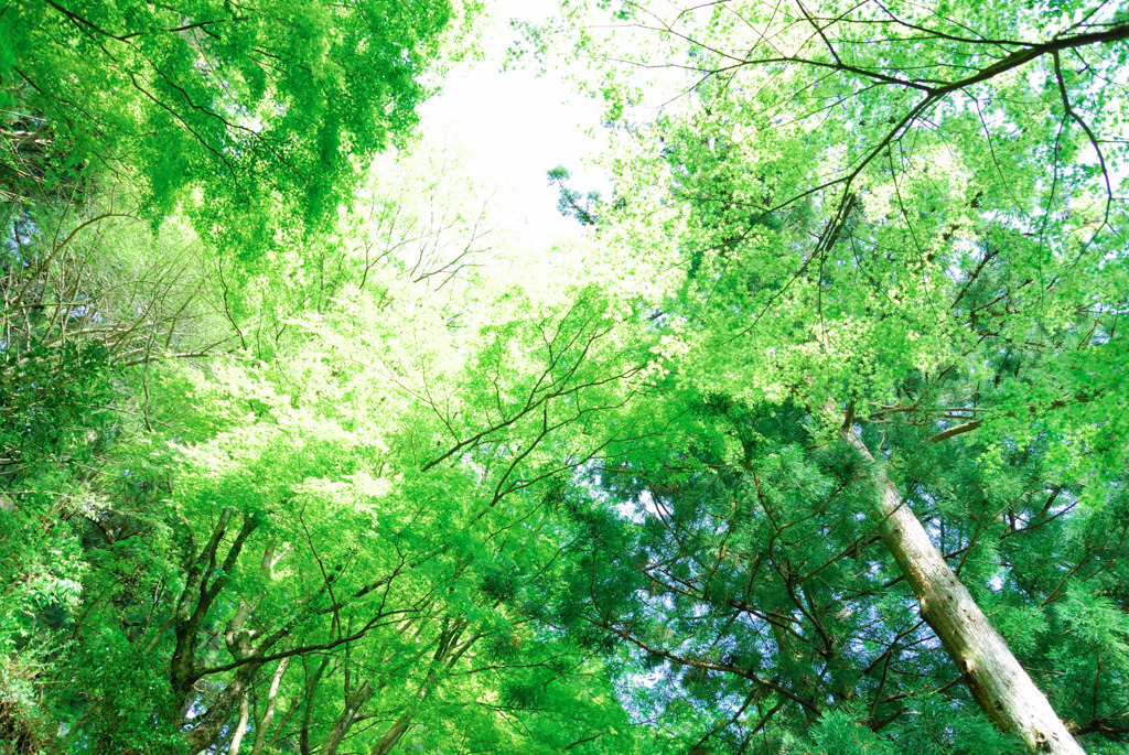 green shower