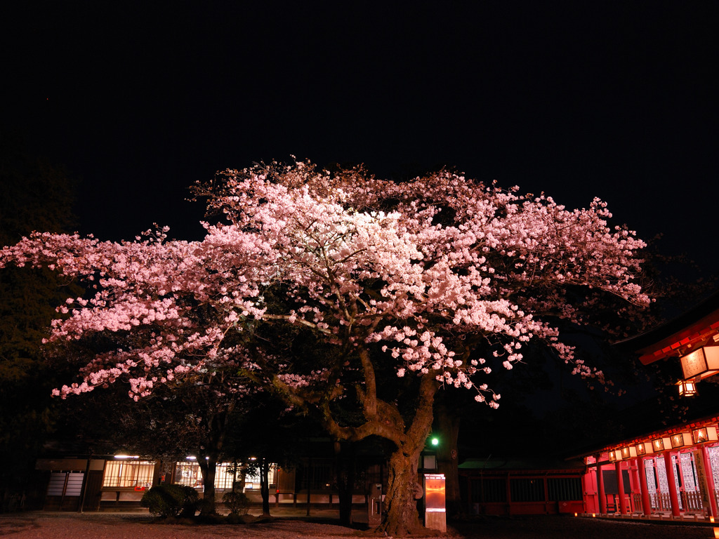 夜桜