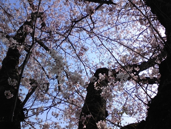 桜