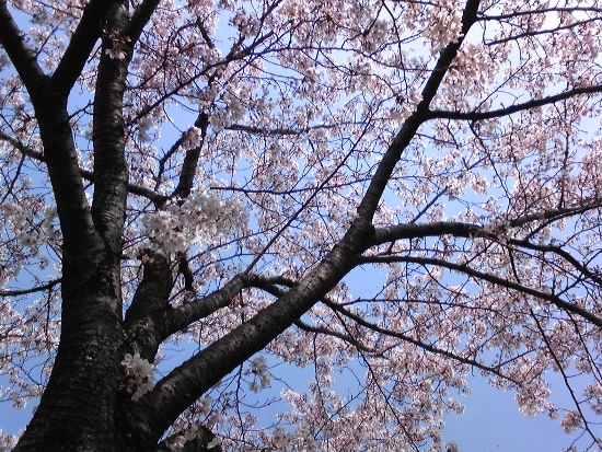 桜