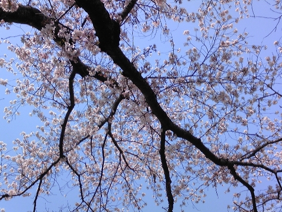 桜