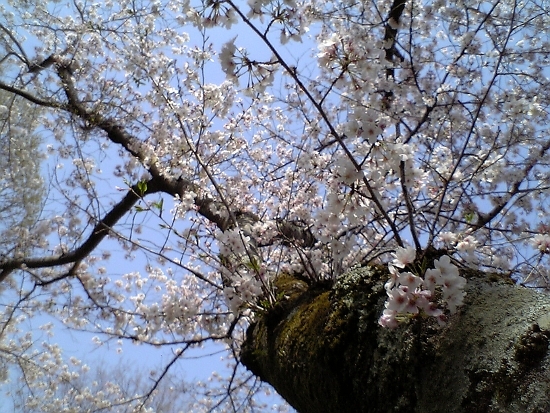桜