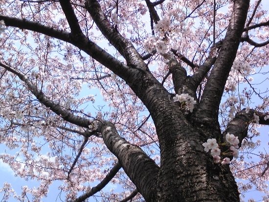 桜