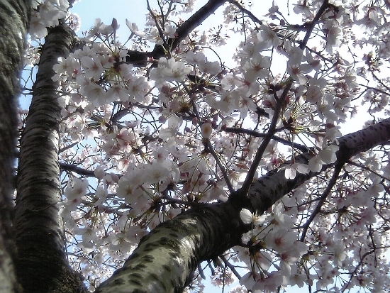 桜