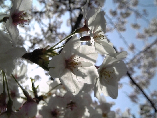 桜