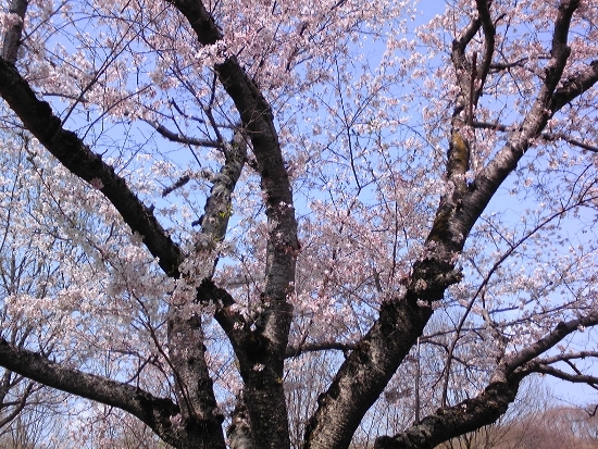 桜