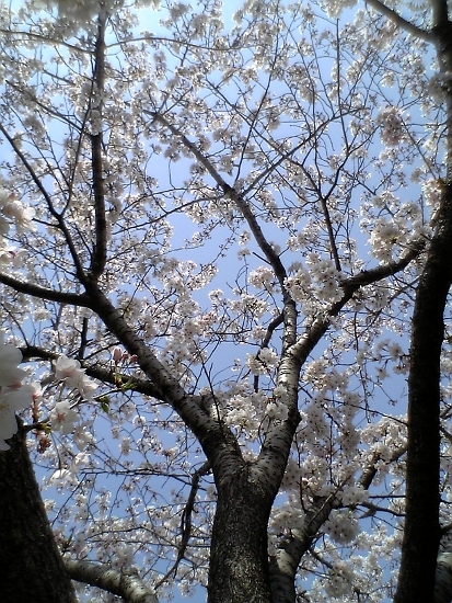 桜