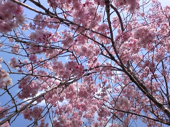 桜