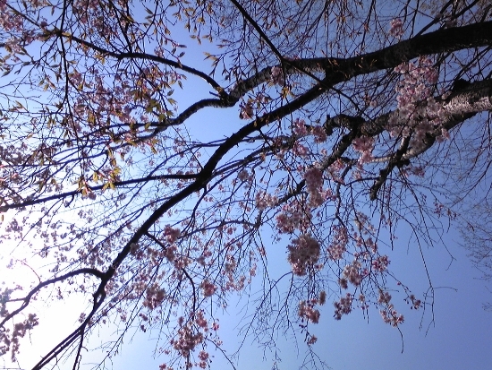 桜