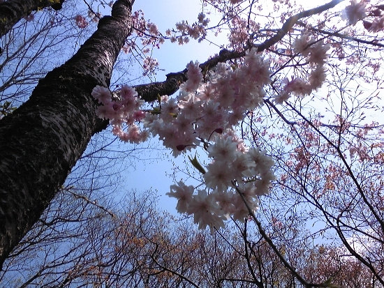 桜