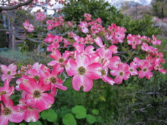 ハナミズキの花