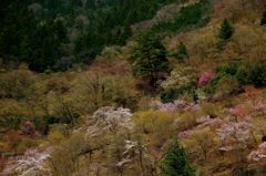 奥多摩湖の桜