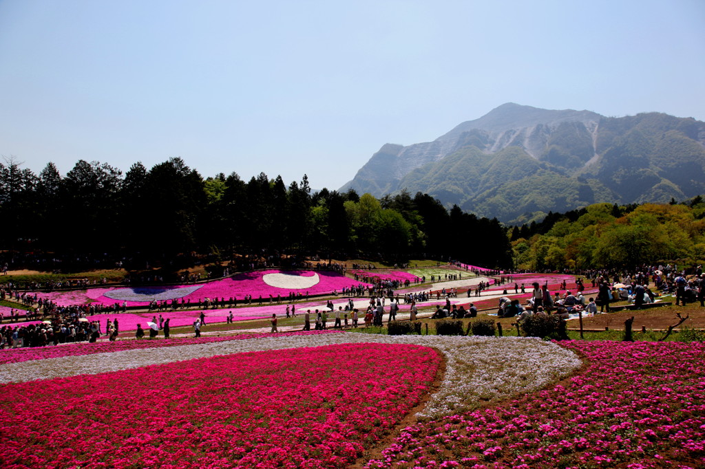 芝桜は芝桜