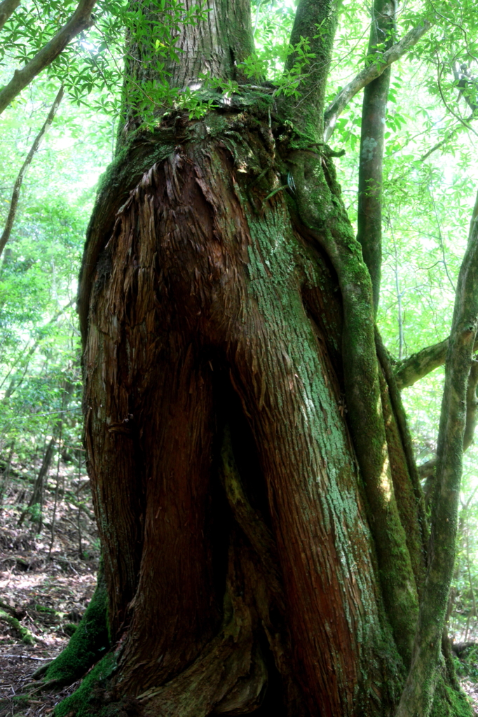 木の葉は緑