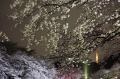 桜も東京タワーも化粧して