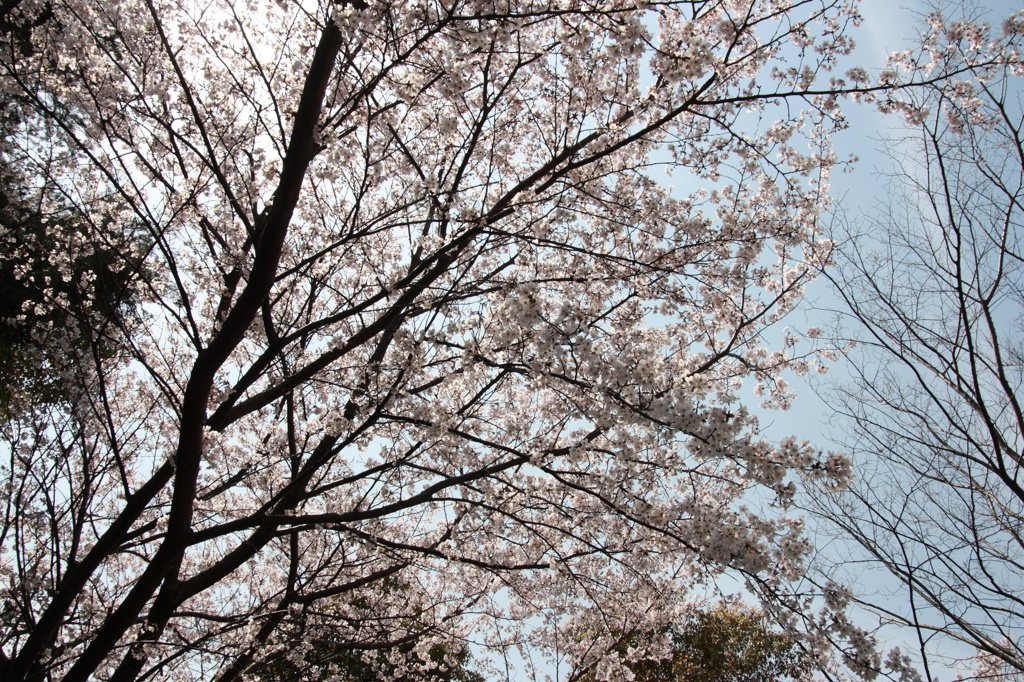桜
