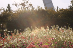 夕日を浴びる花畑