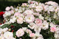 ピンクの花