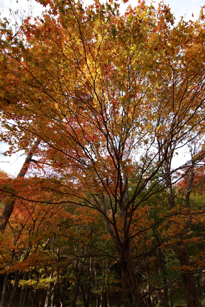 紅葉１