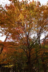 紅葉１