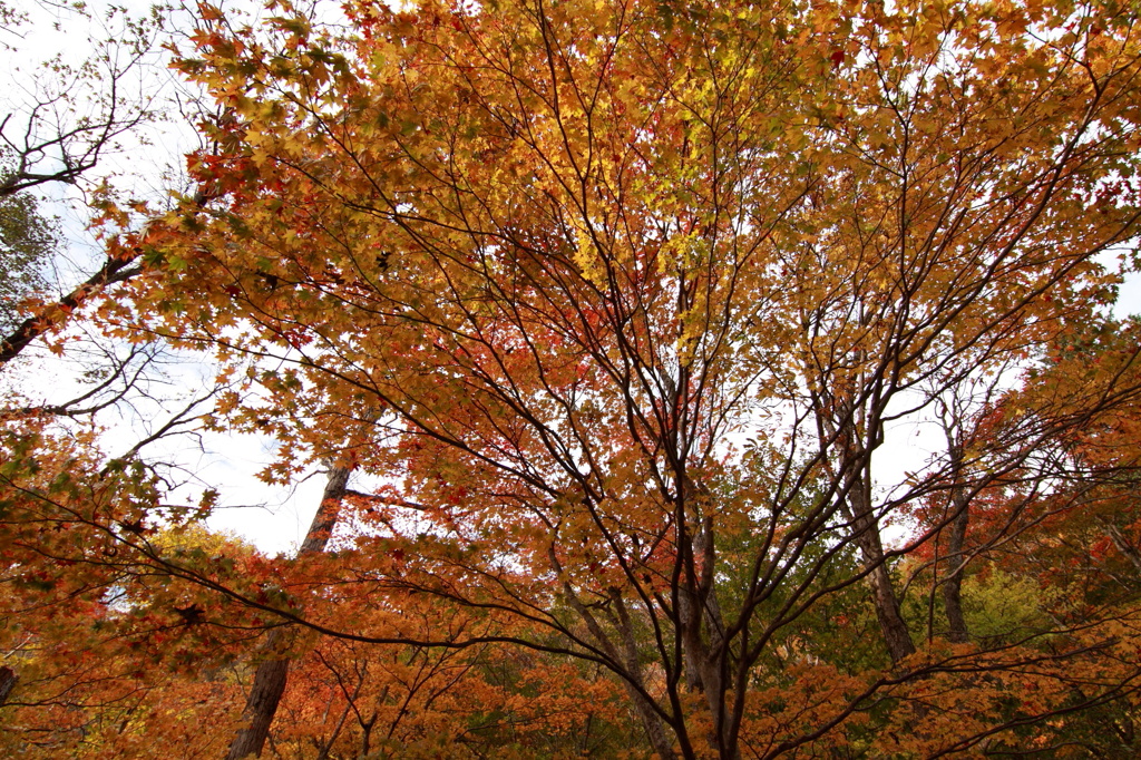 紅葉２