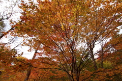紅葉２