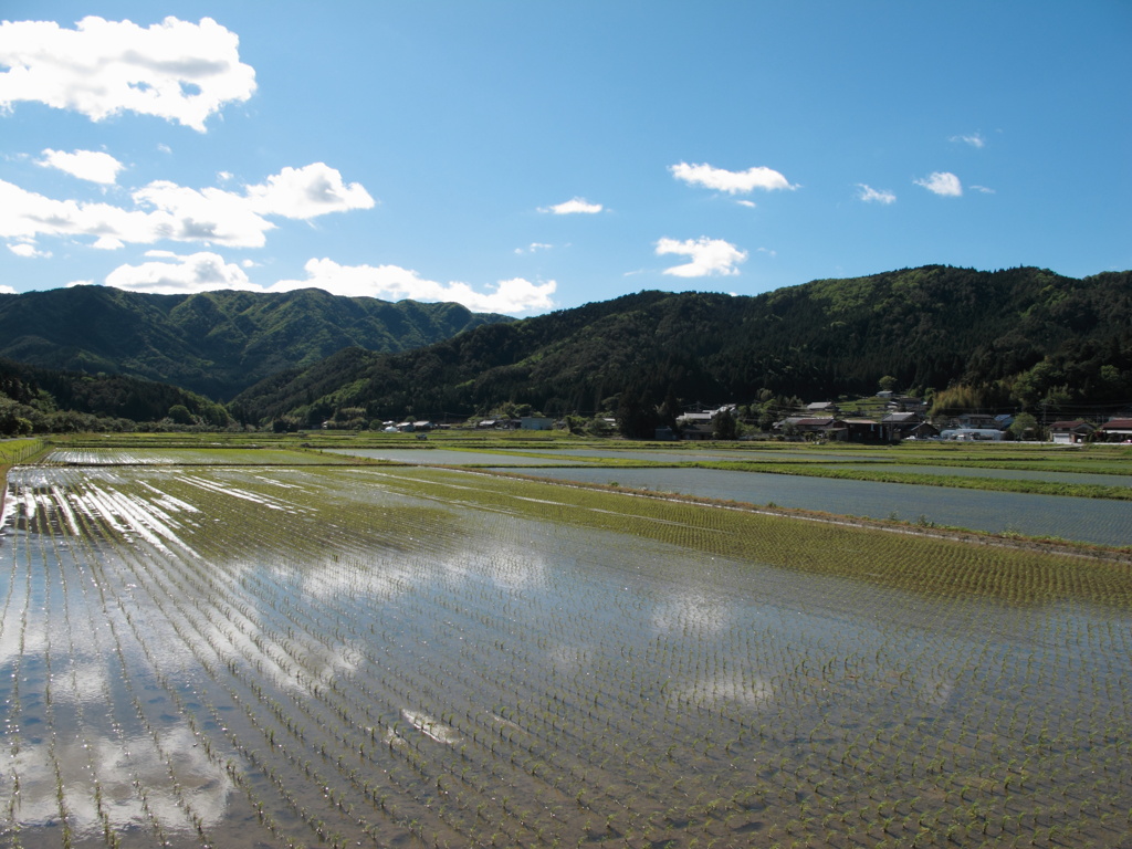 田んぼに写る青空